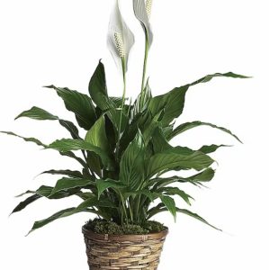 Peace Lily