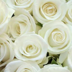 White Roses