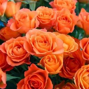 Orange Roses
