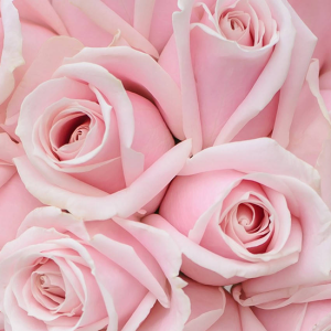 Pink Roses