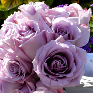 Lavender Roses