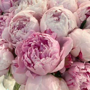 Peonies