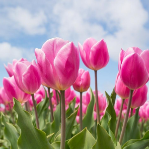 Tulips