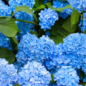 Hydrangeas