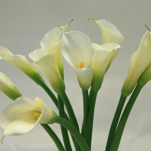 Calla Lilies