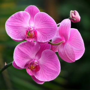 Orchids