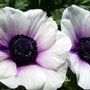 Anemones