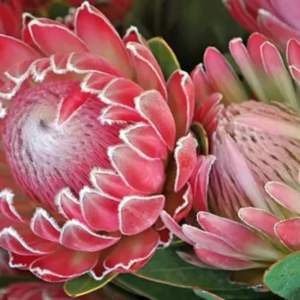 Protea