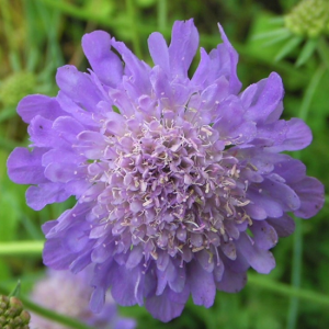 Scabiosa