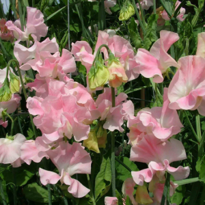 Sweet Peas