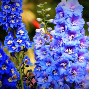 Delphinium