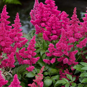 Astilbe