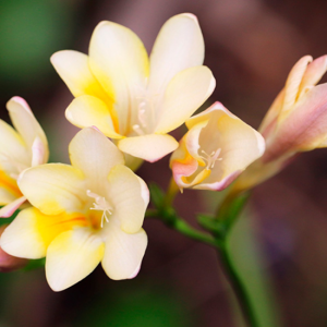 Freesia