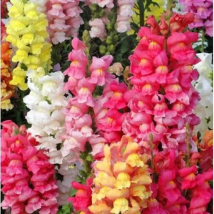 Snapdragon