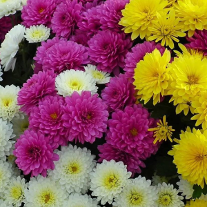 Fall Mixed Chrysanthemum Bouquets