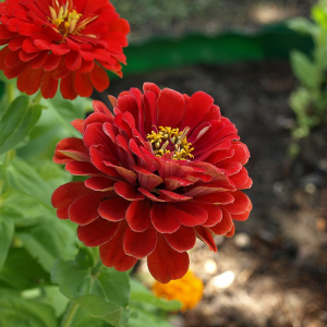 Zinnia