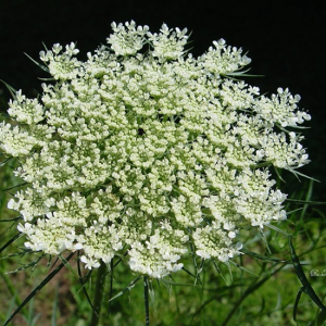Queen Anne’s Lace