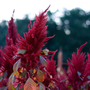 Amaranthus