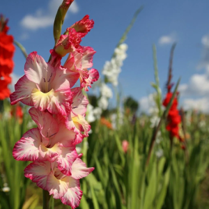 Gladiolus