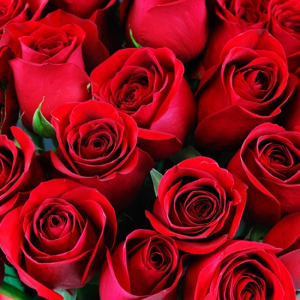 Red Roses