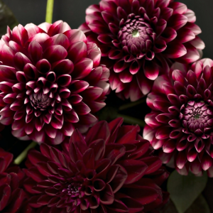 Dahlias