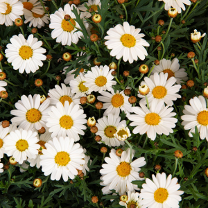 Daisies