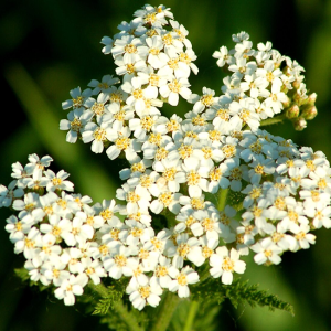 Yarrow