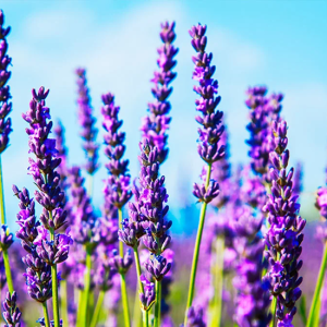 Lavendar