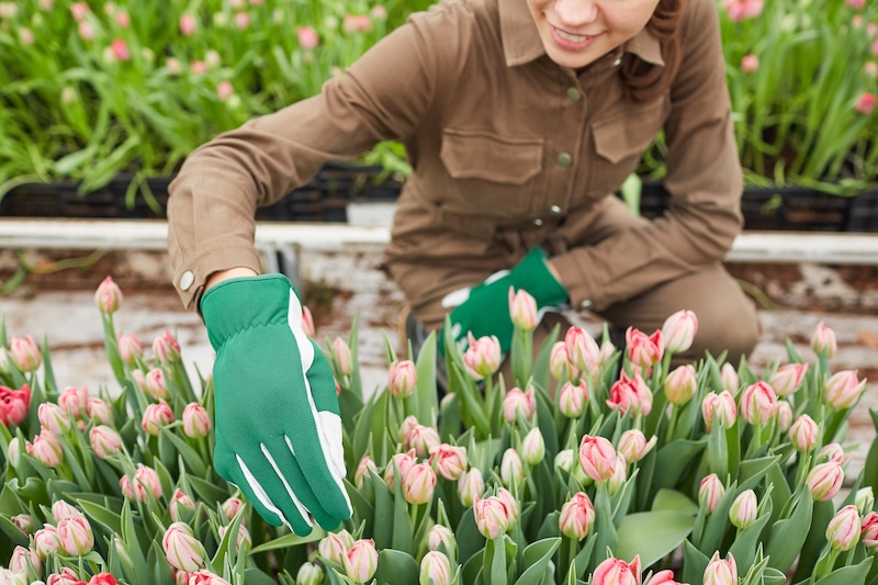 Choosing the Right Plants for Tropical Climates