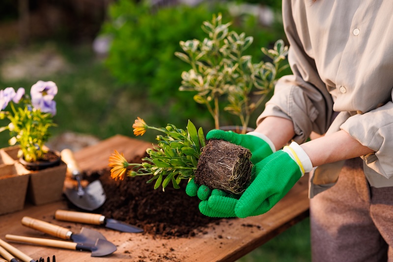 Seasonal Garden Care: What to Do Each Quarter