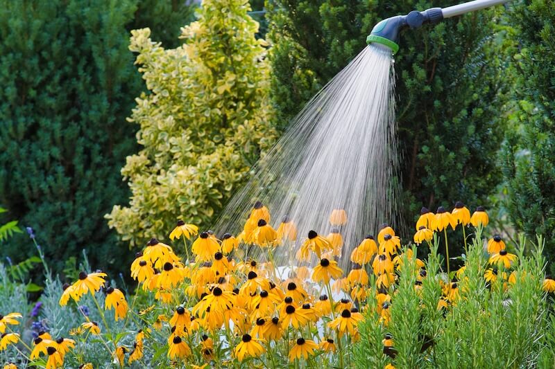 Lawn Care Basics for a Healthier, Greener Yard